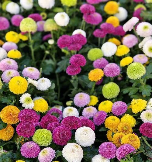 乒乓球球花的种植与养护（掌握关键技巧，打造美丽球花花园）-第1张图片-绿意生活