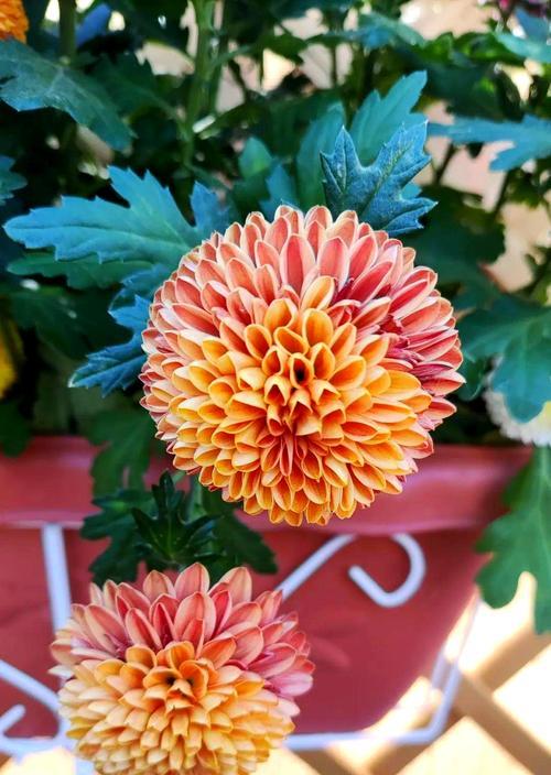 乒乓球球花的种植与养护（掌握关键技巧，打造美丽球花花园）-第2张图片-绿意生活
