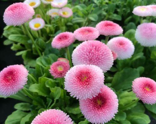 乒乓球球花的种植与养护（掌握关键技巧，打造美丽球花花园）-第3张图片-绿意生活