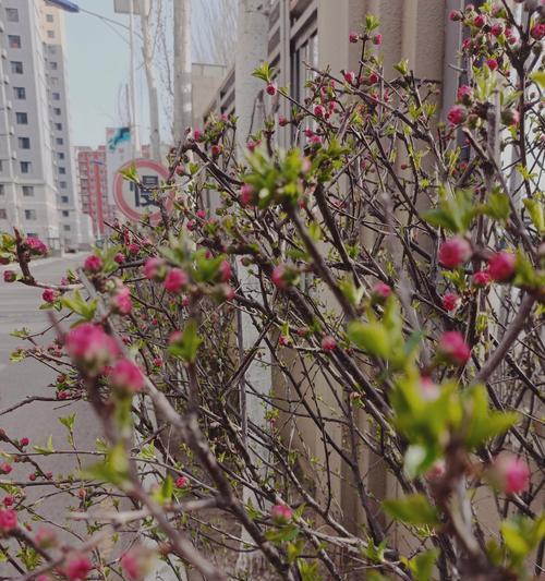 花为什么会越来越绿？（揭秘花叶变绿的奥秘，）-第1张图片-绿意生活