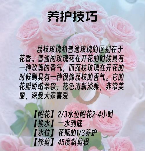 水培玫瑰的养殖技巧（以水插玫瑰，培育美丽花园）-第3张图片-绿意生活