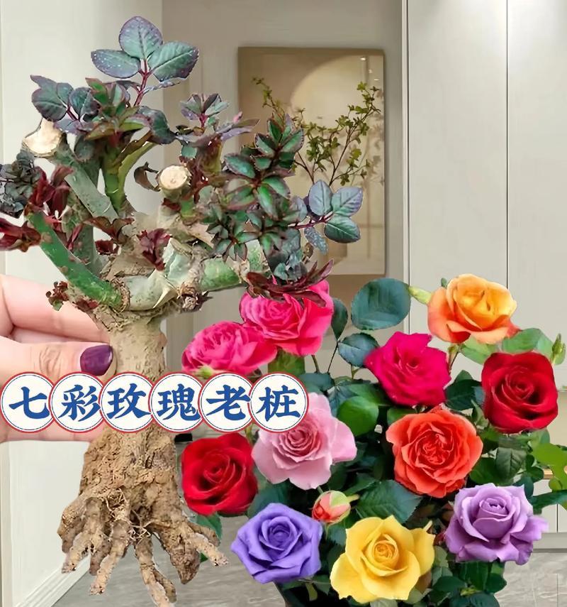 水培玫瑰的养殖技巧（以水插玫瑰，培育美丽花园）-第2张图片-绿意生活