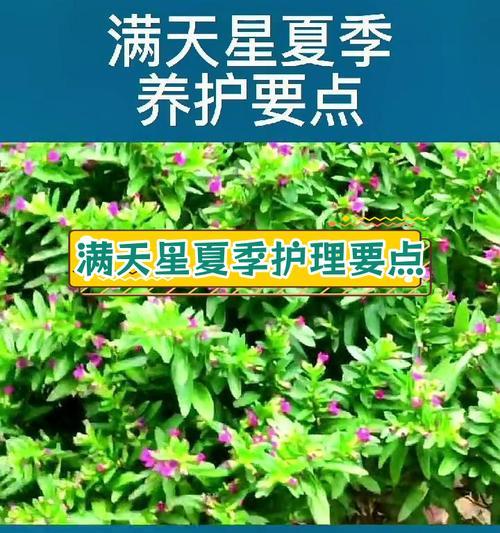 满天星养护指南（打造健康繁花的满天星植株）-第2张图片-绿意生活