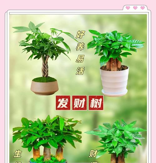 发财树的来历与寓意（探寻发财树名字的由来及背后的文化内涵）-第1张图片-绿意生活