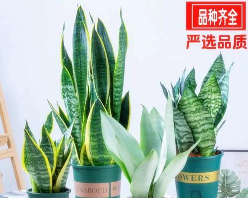 金边虎皮兰插活技巧与方法（了解金边虎皮兰的特点及插活步骤，让你轻松繁殖植物）-第3张图片-绿意生活