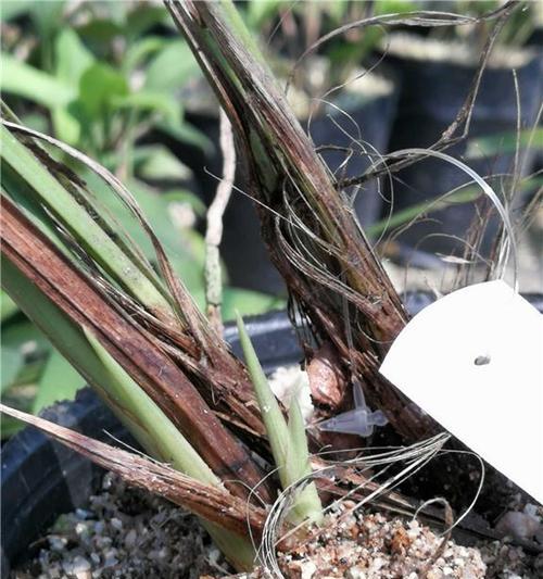 寒兰花苞即将枯萎之谜（揭开寒兰花苞枯萎的原因和应对之策）-第2张图片-绿意生活