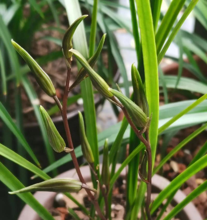 寒兰花苞即将枯萎之谜（揭开寒兰花苞枯萎的原因和应对之策）-第3张图片-绿意生活