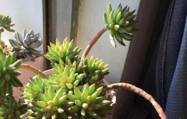 千佛手开花的授粉过程解析（授粉是千佛手开花的关键环节，其步骤及原理你了解吗？）-第3张图片-绿意生活