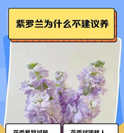 紫罗兰秋冬季养护指南（室内养殖技巧与关键要点）-第3张图片-绿意生活