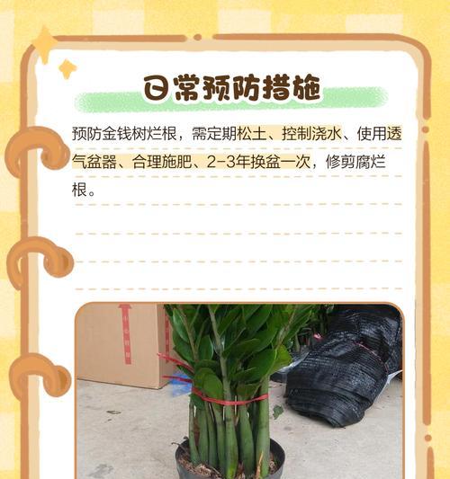 如何处理以金钱树部分烂根的问题（保护金钱树的健康生长，有效处理烂根问题）-第3张图片-绿意生活