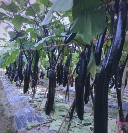 选择适合自己的茄子品种（掌握茄子种植技巧，品尝美味营养）-第2张图片-绿意生活