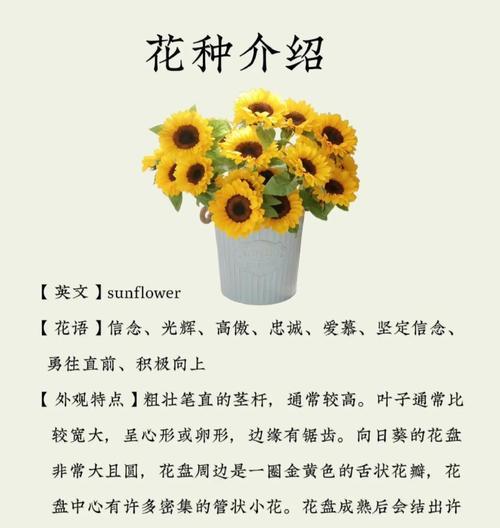 向日葵的养护指南（详解向日葵的日常护理方法）-第2张图片-绿意生活