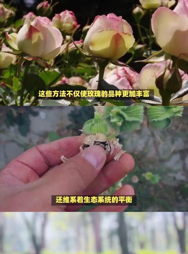 直接种植玫瑰花种子的方法与技巧（一步一步教你种出美丽的玫瑰花园）-第1张图片-绿意生活