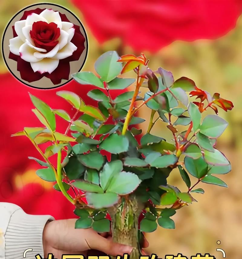 直接种植玫瑰花种子的方法与技巧（一步一步教你种出美丽的玫瑰花园）-第2张图片-绿意生活