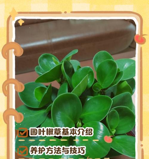 碧玉椒草的养殖技巧与注意事项（了解碧玉椒草的生态环境和养护要点，助您打造独特的绿色花园）-第2张图片-绿意生活
