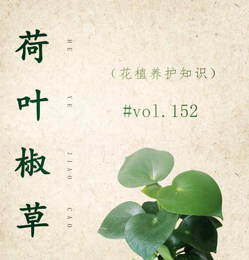 碧玉椒草的养殖技巧与注意事项（了解碧玉椒草的生态环境和养护要点，助您打造独特的绿色花园）-第3张图片-绿意生活