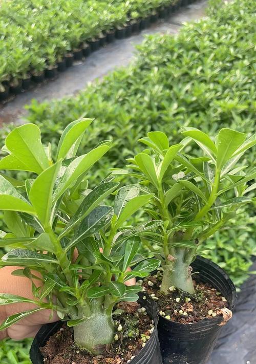 沙漠玫瑰种植技巧（深盆与浅盆，选择恰当的种植容器）-第3张图片-绿意生活