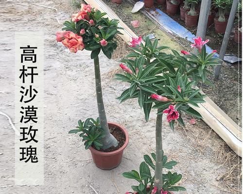 沙漠玫瑰种植技巧（深盆与浅盆，选择恰当的种植容器）-第1张图片-绿意生活