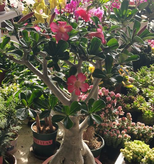 沙漠玫瑰种植技巧（深盆与浅盆，选择恰当的种植容器）-第2张图片-绿意生活