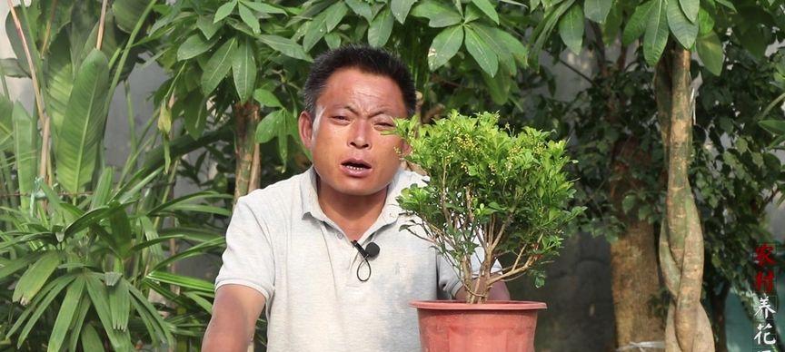 如何挽救叶子蔫了的米兰（米兰叶子蔫了怎么办？一起来看看这15个妙招！）-第1张图片-绿意生活