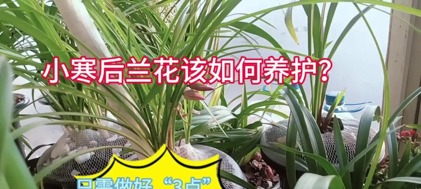 春季栽种兰花的技巧（兰花栽种的步骤及关键注意事项）-第3张图片-绿意生活