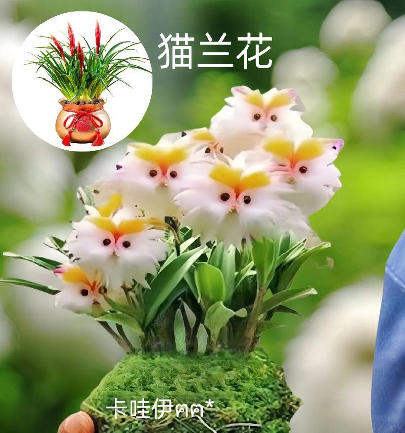 春季栽种兰花的技巧（兰花栽种的步骤及关键注意事项）-第2张图片-绿意生活