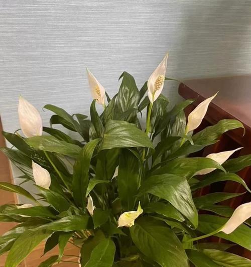 白掌花水培黑的原因及解决方法（白掌花水培过程中为什么会变黑，如何解决）-第1张图片-绿意生活