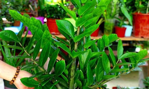 东边花园植物种植指南（打造宜人的东边生态环境，从植物选择开始）-第2张图片-绿意生活