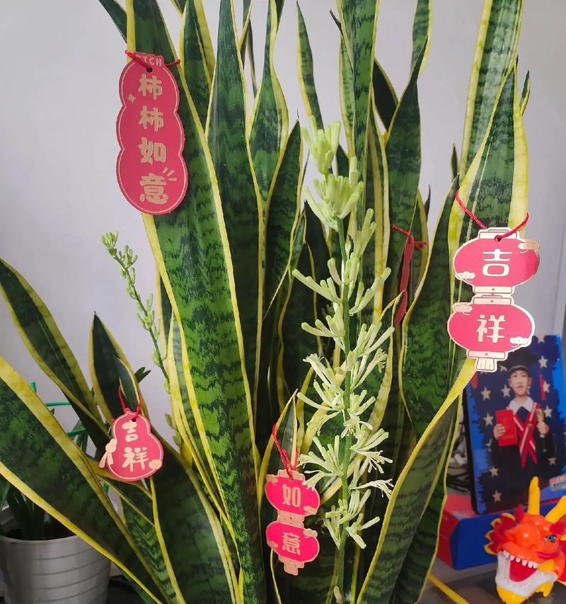 从旁边发的小虎皮兰移栽指南（让你的小虎皮兰在新的环境中茁壮成长）-第3张图片-绿意生活
