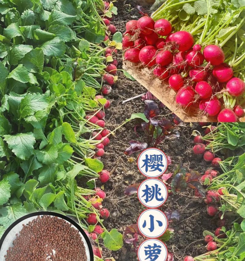家里种植樱桃的乐趣与技巧（用心耕种，品味红色诱惑）-第2张图片-绿意生活