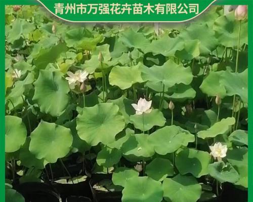 荷花的生长规律与特性（探究荷花的生长过程及习性，了解荷花的生态适应）-第1张图片-绿意生活