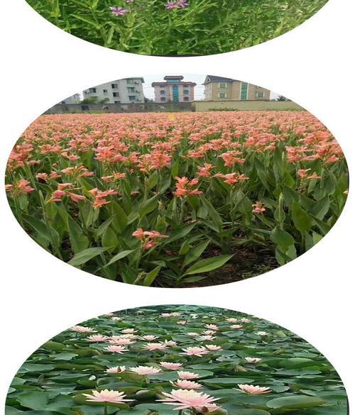荷花的生长规律与特性（探究荷花的生长过程及习性，了解荷花的生态适应）-第2张图片-绿意生活