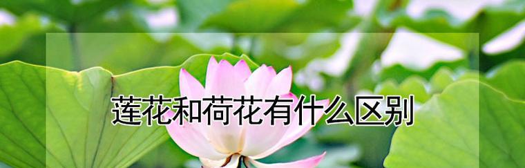荷花的生长规律与特性（探究荷花的生长过程及习性，了解荷花的生态适应）-第3张图片-绿意生活