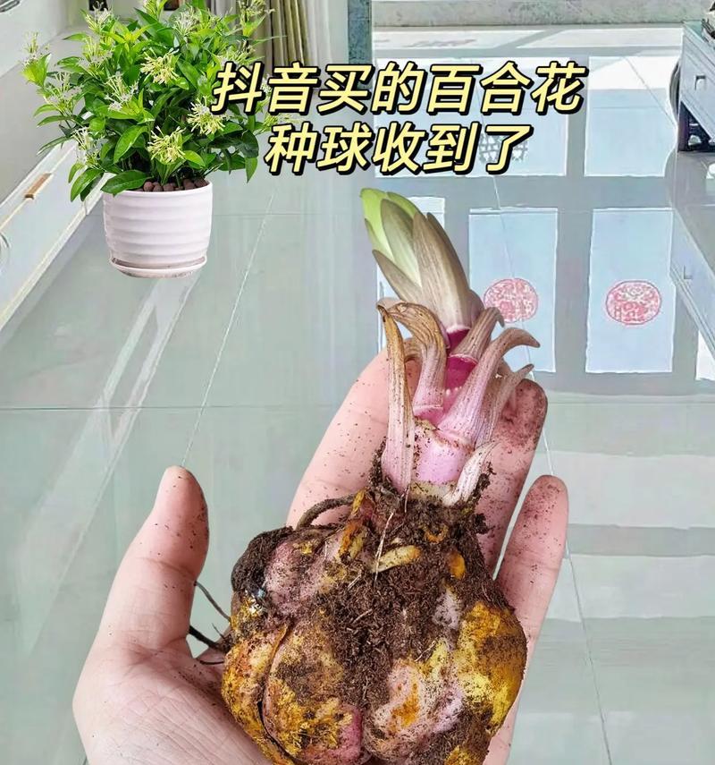 百合种球长不出叶子的原因及解决方法（探究百合种球生长异常的因素和应对策略）-第1张图片-绿意生活