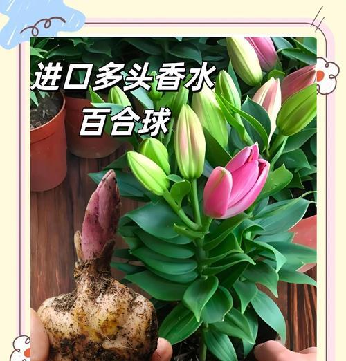 百合种球长不出叶子的原因及解决方法（探究百合种球生长异常的因素和应对策略）-第3张图片-绿意生活
