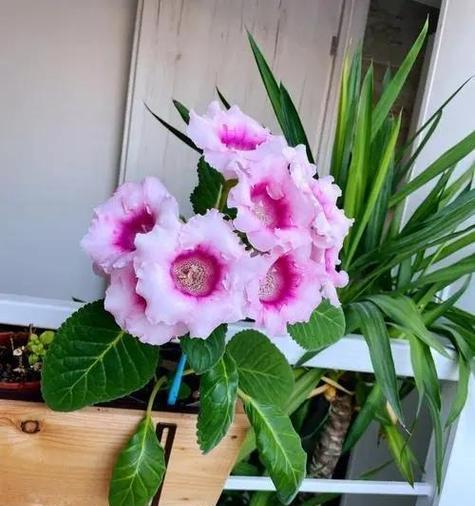 花与盆（探寻花与盆的和谐共生之道）-第2张图片-绿意生活
