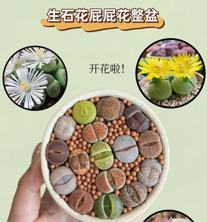 花与盆（探寻花与盆的和谐共生之道）-第3张图片-绿意生活