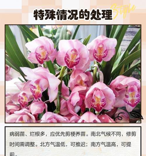 如何处理兰花谢后的护理问题（兰花谢后的关键护理方法和注意事项）-第2张图片-绿意生活