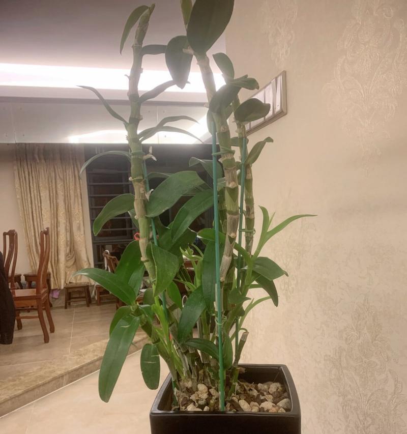 如何处理兰花谢后的护理问题（兰花谢后的关键护理方法和注意事项）-第1张图片-绿意生活