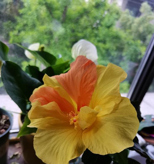 如何正确施肥，让扶桑花更美丽（掌握这些要点，让你的扶桑花成为邻居羡慕的焦点）-第2张图片-绿意生活