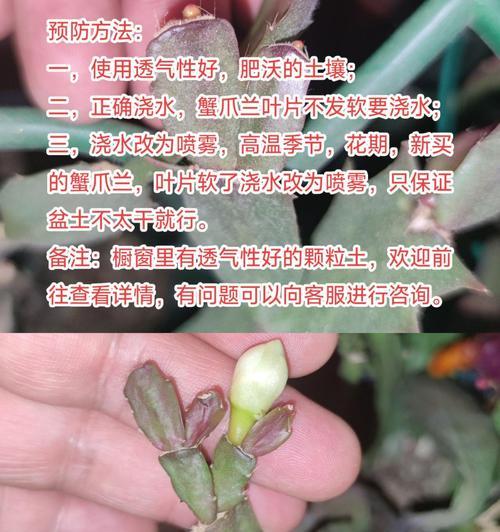 如何正确养活蟹脚兰？（了解蟹脚兰的特点与需求，让你的蟹脚兰健康茁壮成长）-第2张图片-绿意生活