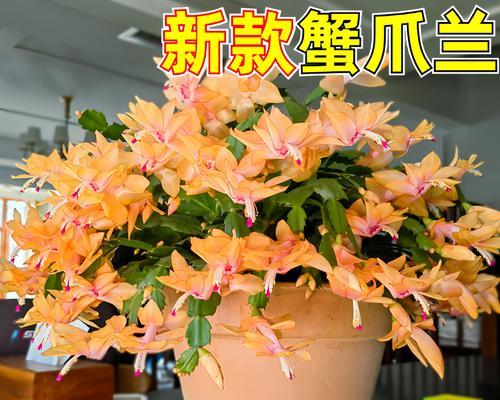如何正确养活蟹脚兰？（了解蟹脚兰的特点与需求，让你的蟹脚兰健康茁壮成长）-第3张图片-绿意生活