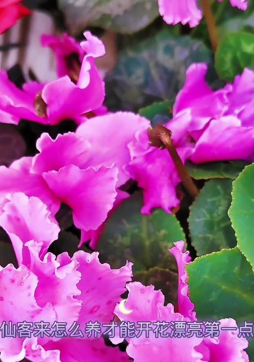 仙客来夏天开花养护指南（打造绚丽夏日花园的秘诀）-第1张图片-绿意生活
