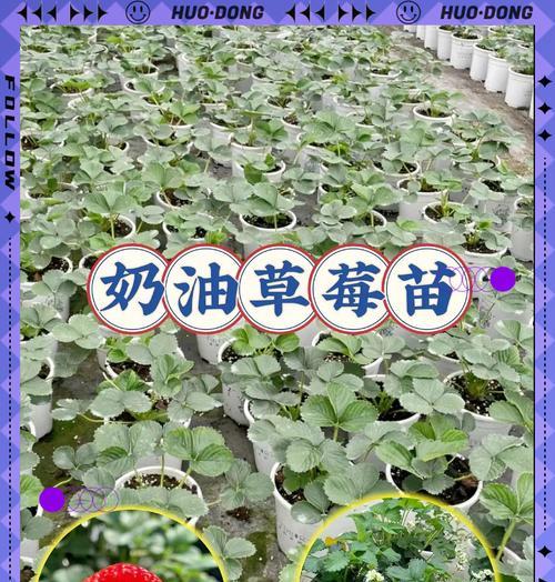 阳台草莓的肥料施用技巧（打造丰收甜美的阳台草莓，掌握这些关键要点！）-第2张图片-绿意生活