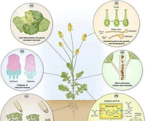 锰元素在植物生长中的重要作用（探究锰元素的机制和应用领域）-第2张图片-绿意生活