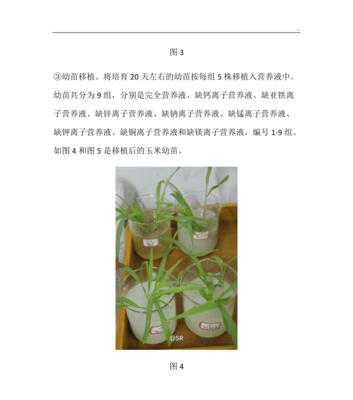 锰元素在植物生长中的重要作用（探究锰元素的机制和应用领域）-第3张图片-绿意生活