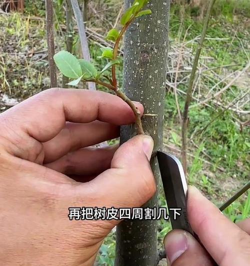 嫁接形成层（实现对齐的关键技巧和步骤）-第1张图片-绿意生活