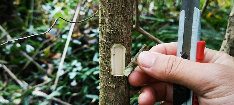 嫁接形成层（实现对齐的关键技巧和步骤）-第3张图片-绿意生活