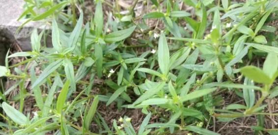 伞房花耳草和蛇舌草的区别（认识两种盆栽植物及其特点）-第3张图片-绿意生活