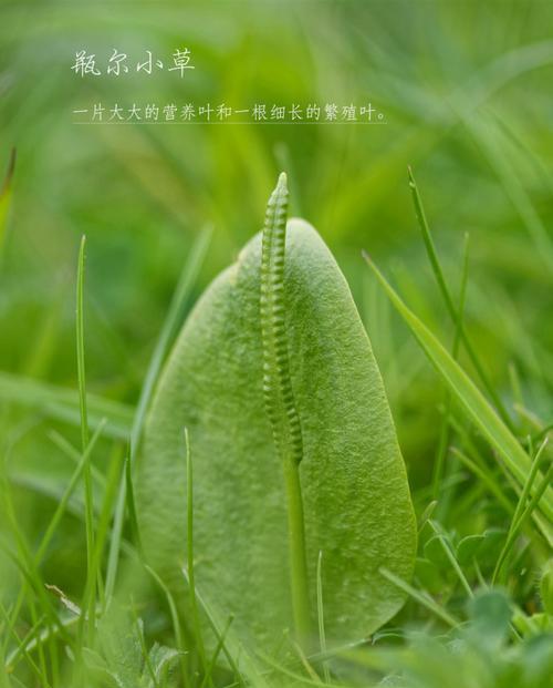 伞房花耳草和蛇舌草的区别（认识两种盆栽植物及其特点）-第2张图片-绿意生活